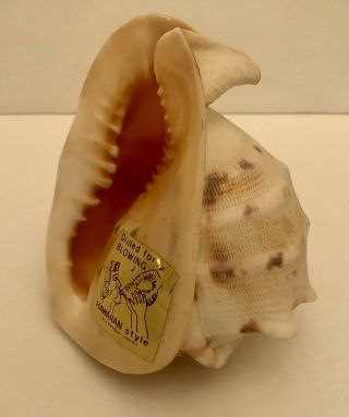 Vintage Ala Makana Hawaii Conch Shell Drilled For Blowing Sticker 6 "