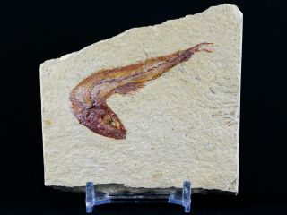2.  4 " Scombroclupea Fossil Fish Plate Cretaceous Dinosaur Age Lebanon & Stand