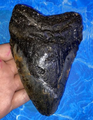 Huge 5.  67” Megalodon Shark Tooth Teeth Big Fossil Meg Scuba Diver Direct 1276