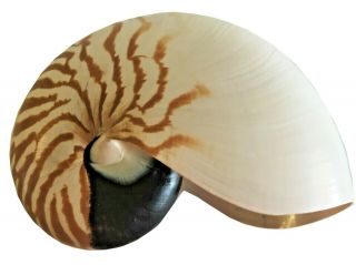 Large Striped Chambered Tiger Nautilus Sea Shell 6 " - 7 "