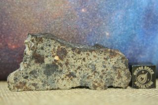 Nwa 6080 Ll4 Chondrite Meteorite 16.  6 Gram Part Slice With Chondrules And Metal