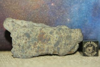 NWA 6080 LL4 Chondrite Meteorite 16.  6 gram part slice with chondrules and metal 2