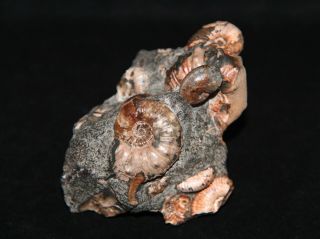 Ammonite Nodosohoplites Acanthohoplites Fossil Russia