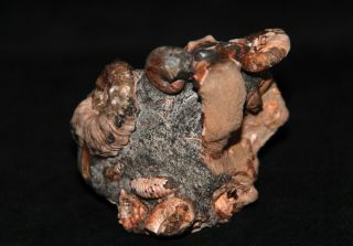 Ammonite Nodosohoplites Acanthohoplites Fossil Russia 2