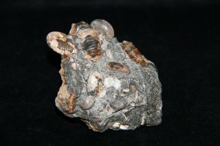 Ammonite Nodosohoplites Acanthohoplites Fossil Russia 3