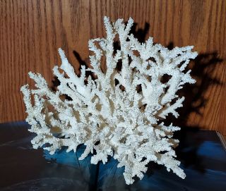 Vintage White Branch Coral Cluster Approx.  12 X 9 X 9 Sea Ocean Life