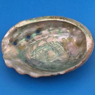 Large Abalone 8 " X 6 " Mother Of Pearl Iridescent Sea Shell Natural