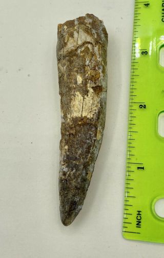 Spinosaurus 3 1/2” Tooth Dinosaur Fossil Before T Rex Cretaceous S63