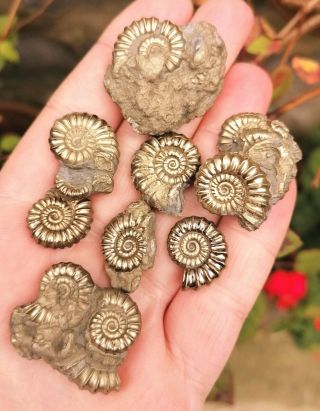 Lyme Regis Fossil Pyrite Ammonites,  Jurassic Period.  Promicroceras Sp