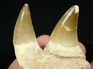 A Natural 100 Million Year Old Mosasaur Jaw Fossil With Two Teeth 136gr