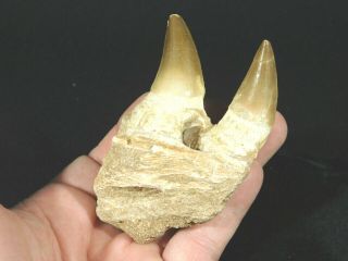 A Natural 100 Million YEAR Old Mosasaur JAW Fossil With TWO Teeth 136gr 2