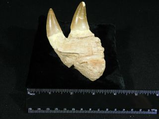 A Natural 100 Million YEAR Old Mosasaur JAW Fossil With TWO Teeth 136gr 3