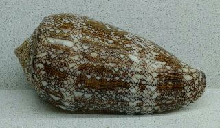Sea Shell Conus Textile 127 Mm.  Length.