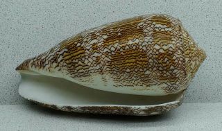 Sea shell conus Textile 127 mm.  length. 2