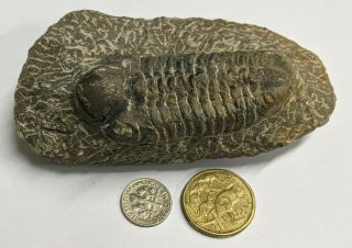 Devonian Age Trilobite Fossil From Morocco (l7162)