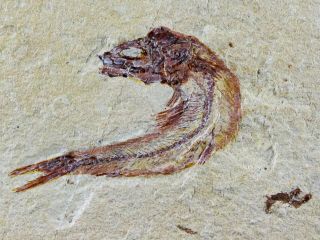 1.  7 " Scombroclupea Fossil Fish Plate Cretaceous Dinosaur Age Lebanon & Stand