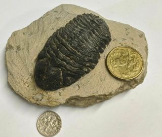 Devonian Age Trilobite Fossil From Morocco (l7163)
