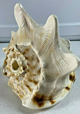 Large Horned Queen Helmet Conch Sea Shell Vintage