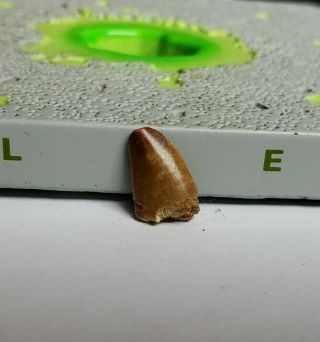 Dromaeosaur Tooth From Africa