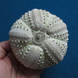 Echinothrix Calamaris 98.  3mm Sea Urchin