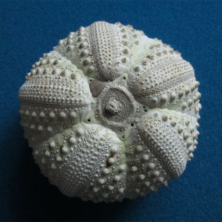 Echinothrix calamaris 98.  3mm Sea urchin 2