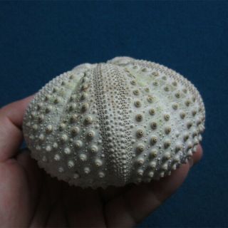 Echinothrix calamaris 98.  3mm Sea urchin 3