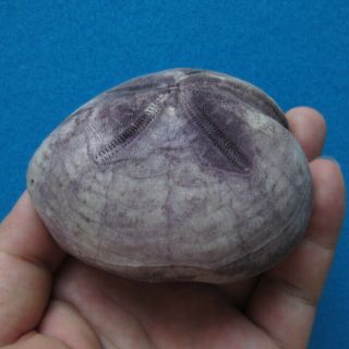 Pericosmus species 81mm Sea urchin Heart urchin 2