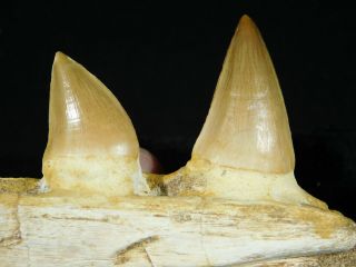 A Natural 100 Million Year Old Mosasaur Jaw Fossil With Two Teeth 107gr