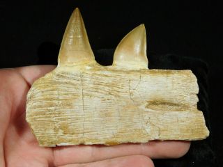 A Natural 100 Million YEAR Old Mosasaur JAW Fossil With TWO Teeth 107gr 2