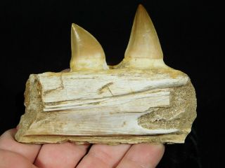 A Natural 100 Million YEAR Old Mosasaur JAW Fossil With TWO Teeth 107gr 3
