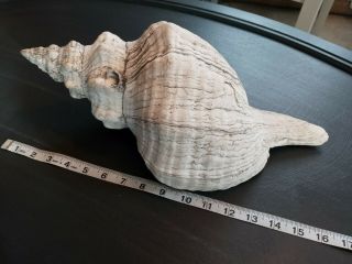 16 " Extra Large 4 1/2 Pounds Vintage Queen Conch Seashell Sea Shell