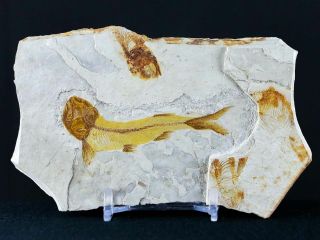2.  6 " Lycoptera Fossil Fish Plate Specimen Jurassic To Cretaceous China Stand
