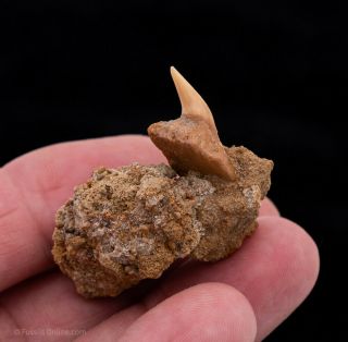 Rare Upper Fossil Hexanchus Shark Tooth From Chile In Matrix