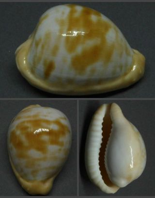 Seashell Cypraeovula Coronata Debruini,  30.  4 Mm.  Top,  Selected Endemic Shell