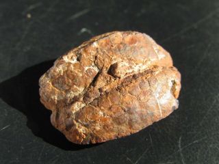 - Top - - Very Rare Fossil Fruit.  Tricostatocarpum.  Cretaceous.  Mexico.  Nºm02x