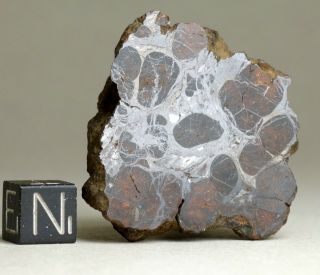 Meteorite Sericho - Pallasite Polished Endcut 50.  0g