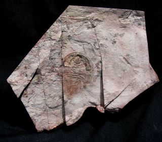 Extinctions -,  Large,  Colorful Olenellus Gilberti Trilobite Fossil - Nevada