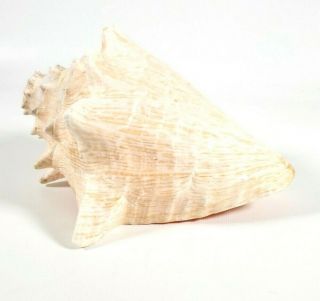 Large Queen,  Pink,  Conch Shell,  Horn,  Natural,  Seashell,  8 " Long,  Musical