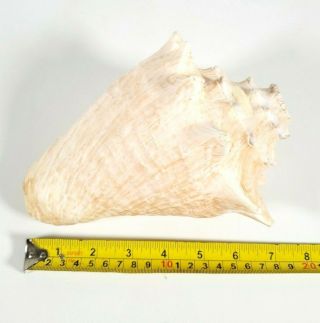 Large Queen,  Pink,  Conch Shell,  Horn,  Natural,  Seashell,  8 