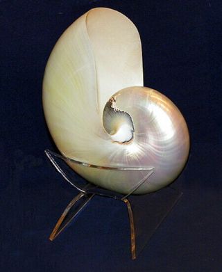 Chambered Polish Pearl Nautilus Shell (5 - 1/2 ") & Clear Lucite Cup Display Stand