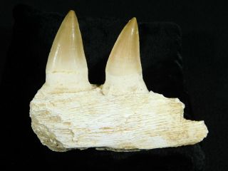 A Natural 100 Million Year Old Mosasaur Jaw Fossil With Two Teeth 122gr