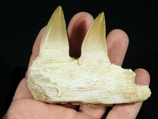 A Natural 100 Million YEAR Old Mosasaur JAW Fossil With TWO Teeth 122gr 2