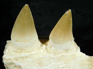 A Natural 100 Million YEAR Old Mosasaur JAW Fossil With TWO Teeth 122gr 3
