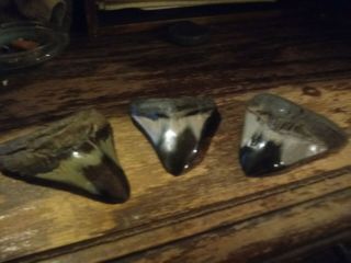 Megalodon Shark Tooth Sharp 4 5/8 " Fossil Megladon Teeth.  All Diffrent Sizes