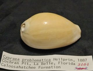 Cypraea Problematica Heilprin 1887 / 3261,  58.  71 Mm,  28g Florida,  United States