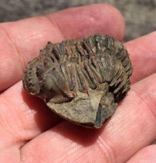 Great fossil trilobite Malvinella buddeae Bolivia Devonian x12 3