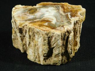 A Polished 225 Million Year Old Petrified Wood Fossil From Madagascar 460gr