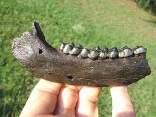 Awesome Deer Jaw W/ 5 Teeth & Alligator Bite Holes Florida Fossils Ice Age Skull