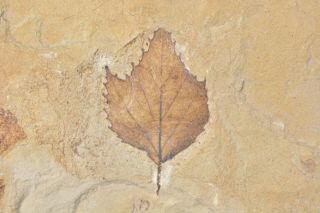 Leaf Fossil Unidentified Species Green River Formation Bonanza Utah