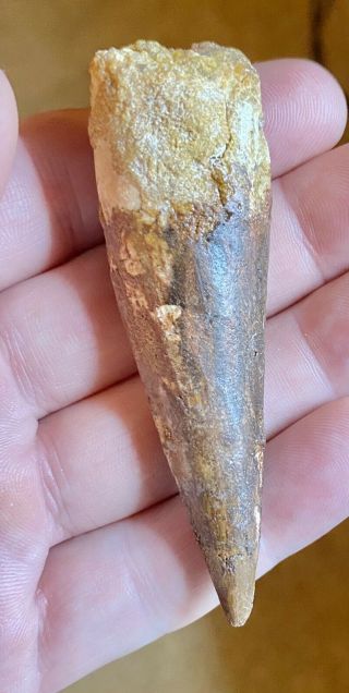 Spinosaurus 3 1/4 " Tooth Dinosaur Fossil Before T Rex Cretaceous S84